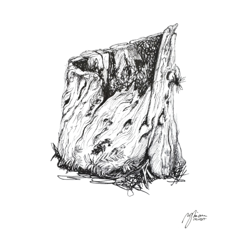 Main image Still Woods „Rooted Silence - Verwurzelte Stille“ 4x4 | Fine‑Art‑Print