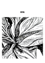 Lily in Lines "Lingering Lily - Verweilende Lilie" | 4x4 Fine-Art-Print