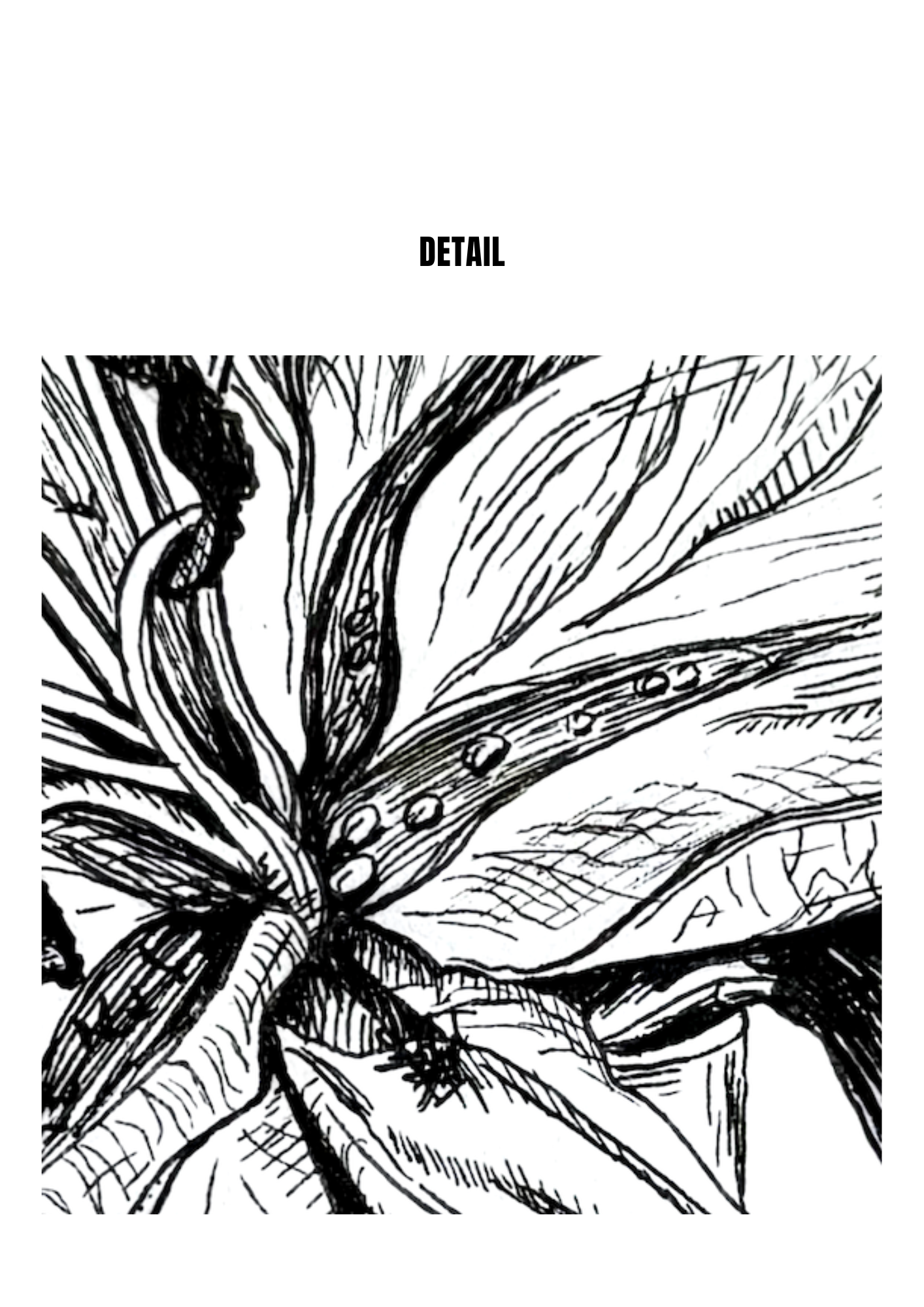 Lily in Lines "Lingering Lily - Verweilende Lilie" | 4x4 Fine-Art-Print