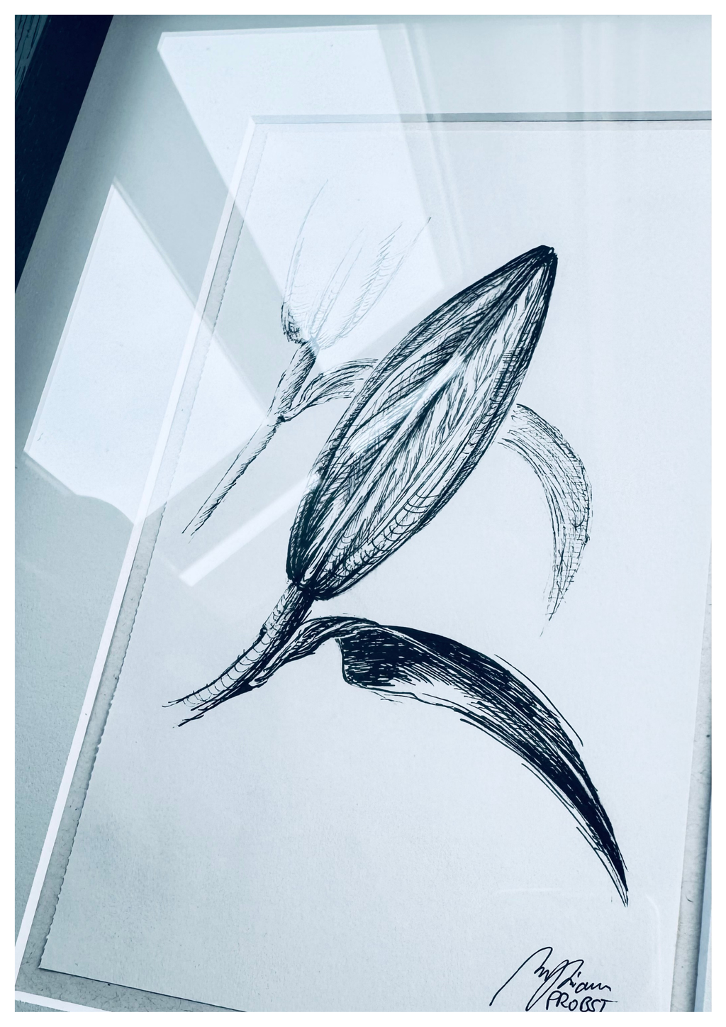 Lily in Lines "Nearing Blossom - Blütendrang" | ORIGINAL Zeichnung im Passepartout-Rahmen