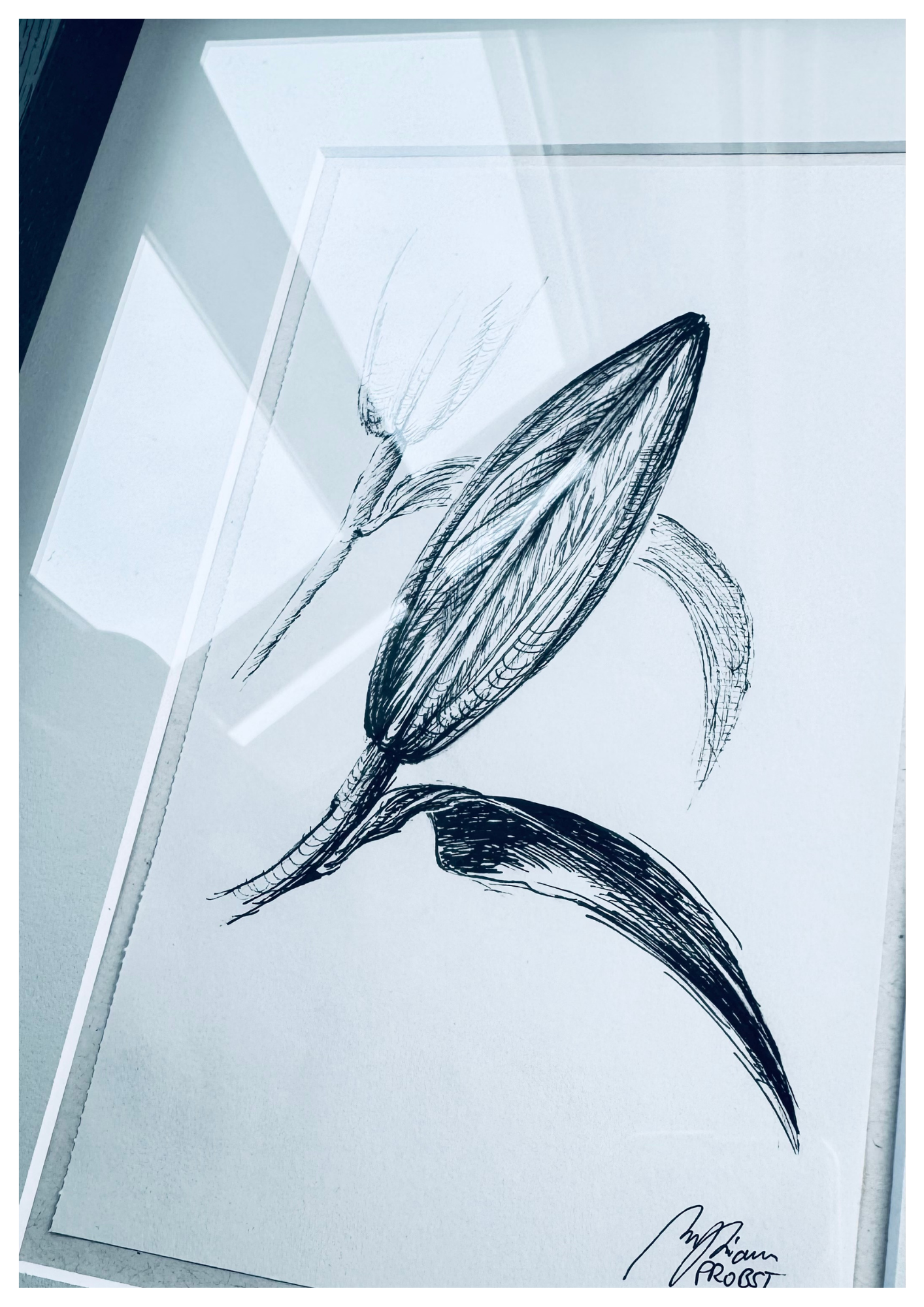 Lily in Lines "Nearing Blossom - Blütendrang" | ORIGINAL Zeichnung im Passepartout-Rahmen