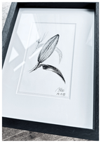 Lily in Lines "Nearing Blossom - Blütendrang" | ORIGINAL Zeichnung im Passepartout-Rahmen