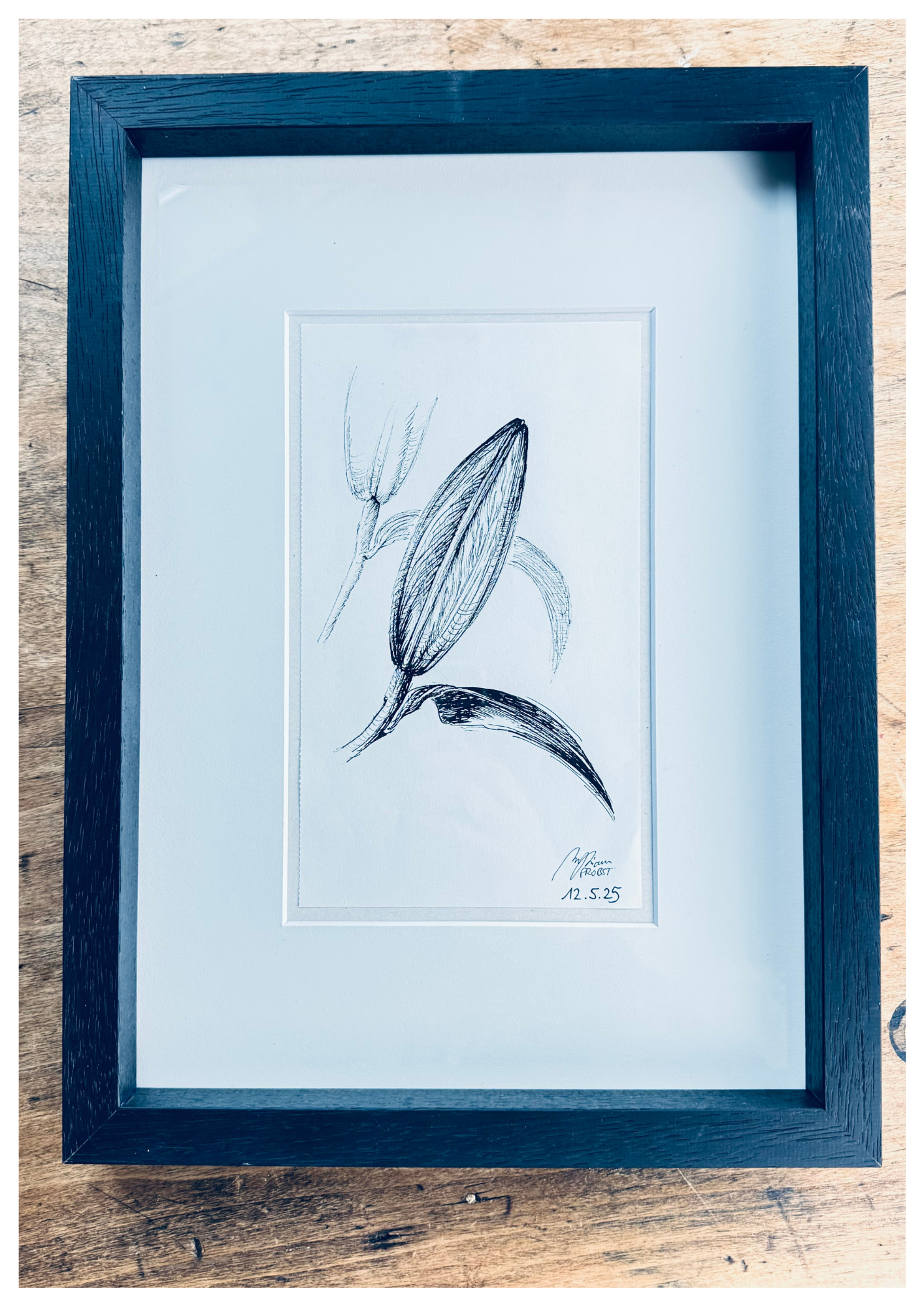 Lily in Lines "Nearing Blossom - Blütendrang" | ORIGINAL Zeichnung im Passepartout-Rahmen