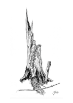 Still Woods „Ivy Afterstorm“ | ORIGINAL Zeichnung im Passepartout-Rahmen