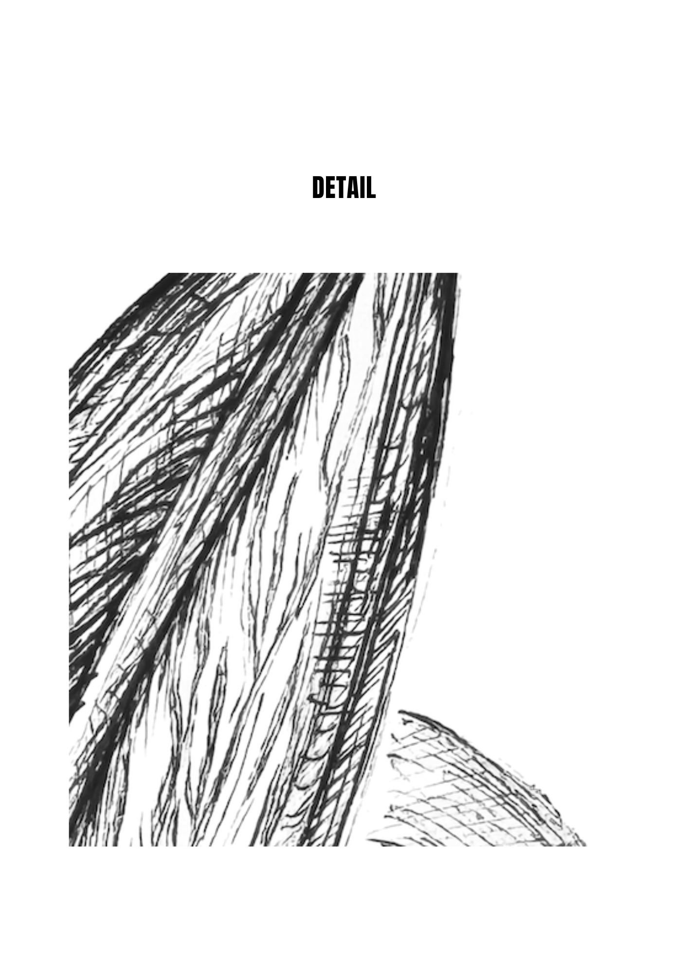 Lily in Lines "Nearing Blossom - Blütendrang" | ORIGINAL Zeichnung im Passepartout-Rahmen