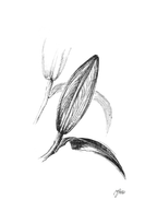 Lily in Lines "Nearing Blossom - Blütendrang" | ORIGINAL Zeichnung im Passepartout-Rahmen