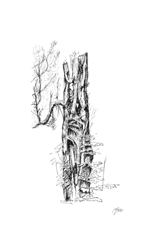 Main image Still Woods „Breathing Hollow“ – Fine‑Art‑Print