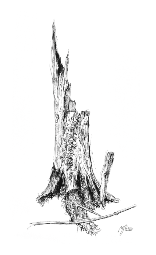 Main image Still Woods „Ivy Afterstorm“ – Fine‑Art‑Print