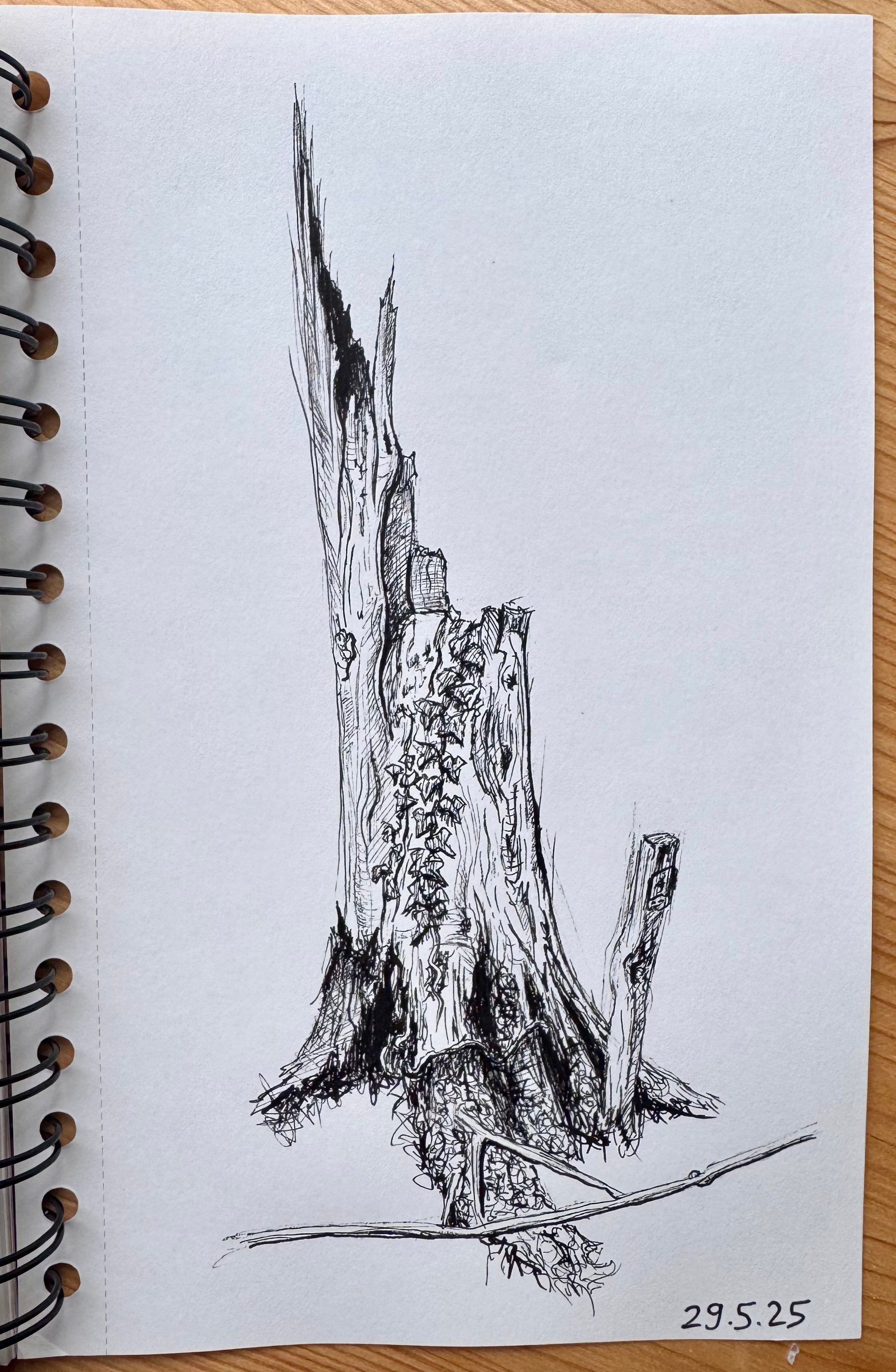 Still Woods „Ivy Afterstorm“ – ORIGINAL Zeichnung im Passepartout-Rahmen
