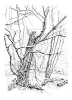 Main image Dragons Rock Woods | Fine‑Art‑Print