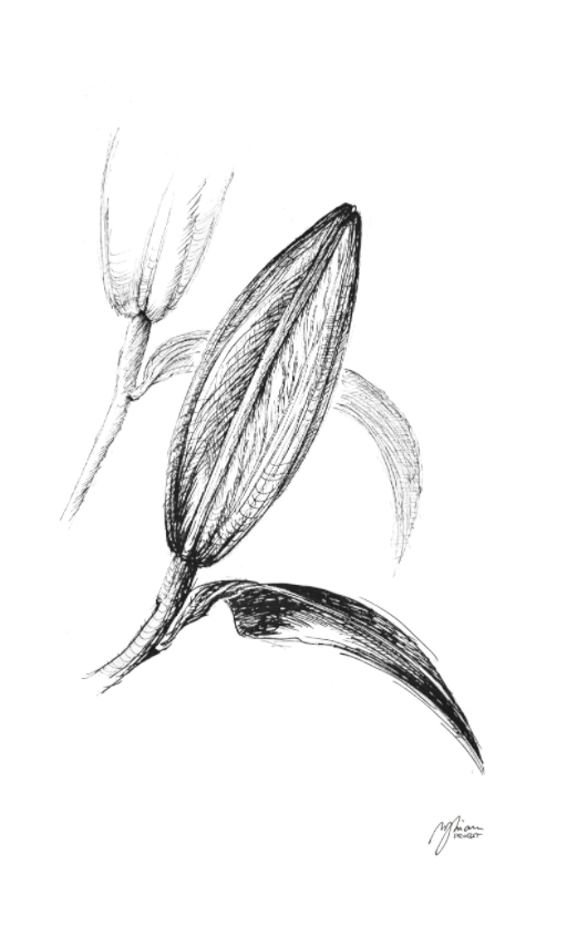 Main image Lily in Lines - Nearing Blossom - Fine-Art-Print