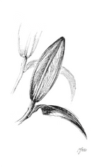 Main image Lily in Lines - Nearing Blossom - Fine-Art-Print